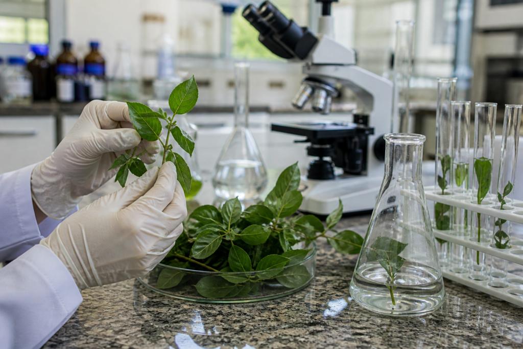 pesquisa-em-sp-identifica-planta-medicinal-com-potencial-de-acao-contra-o-virus-da-covid-19