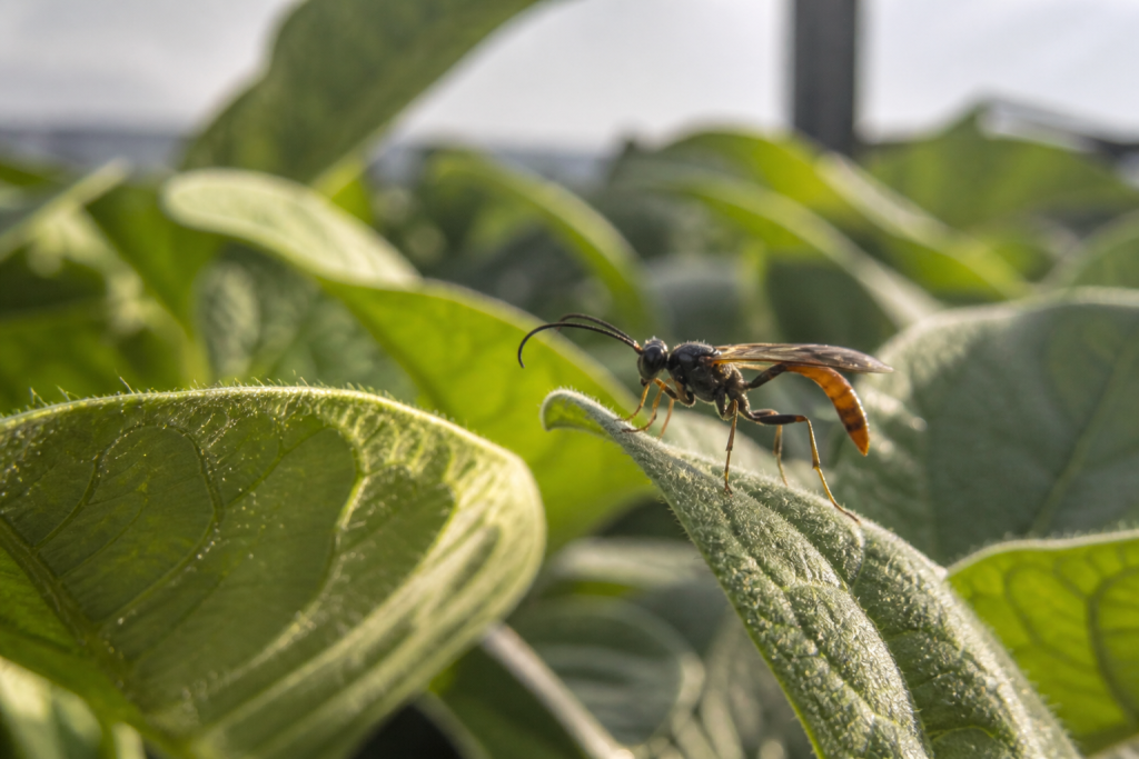 inteligencia-artificial-identifica-vespas-que-podem-reduzir-uso-de-inseticidas-na-agricultura