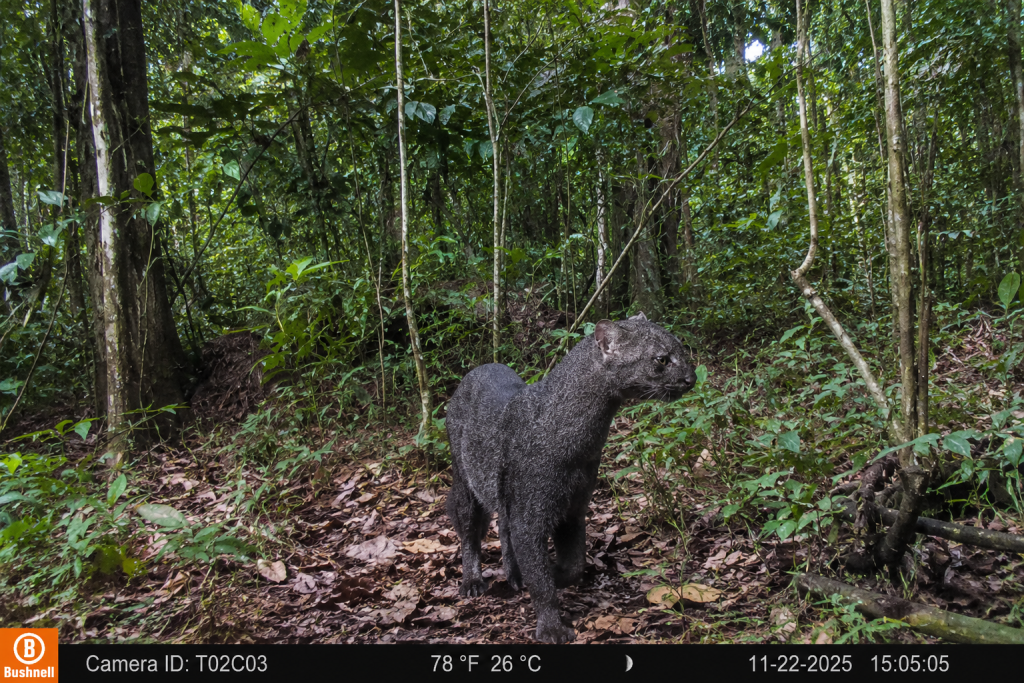 flagrante-inedito-de-jaguarundi-no-para-reforca-alerta-sobre-protecao-de-felinos-silvestres