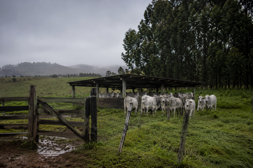 Frio extremo mata mais de 80 bovinos em Mato Grosso do Sul frio-extremo-mata-mais-de-80-bovinos-em-mato-grosso-do-sul
