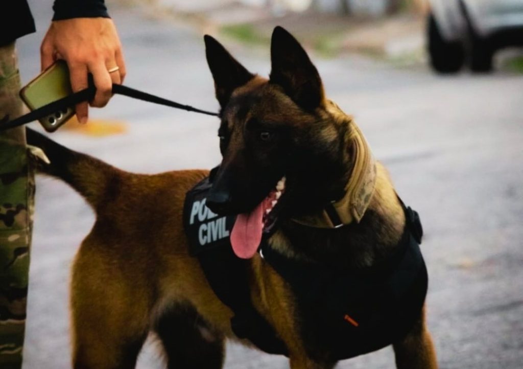 regulamentacao-do-uso-de-caes-pela-policia-civil