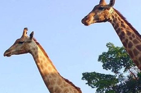 PARQUES E RESERVAS ECOLÓGICAS DO GOVERNO Zoológico de São Paulo parques-e-reservas-ecologicas-do-governo-zoologico-de-sao-paulo